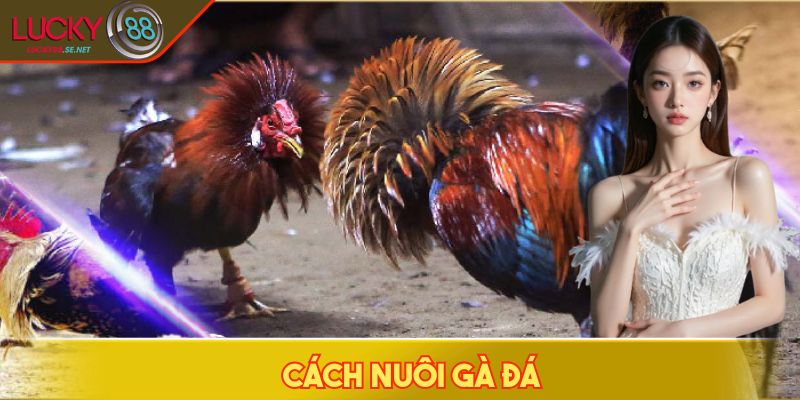cách nuôi gà đá