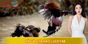 Đá gà cựa dao