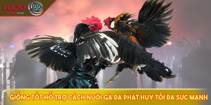 Giống tốt hỗ trợ cách nuôi gà đá phát huy tối đa sức mạnh